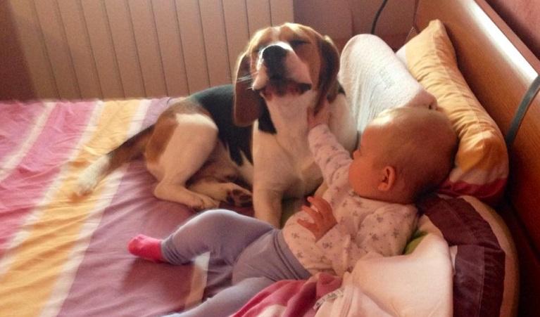 Dog, a Man's Best Friend