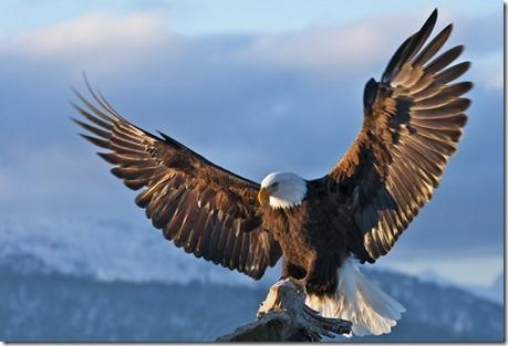 5. The Story of an EAGLE