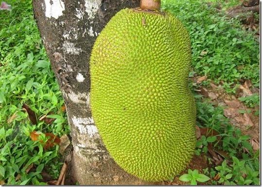 1. Jackfruit