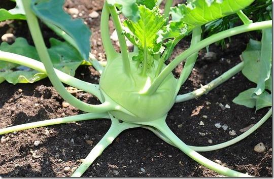 4. Kohlrabi