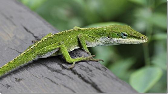 Anole_Lizard_Hilo_Hawaii_edit