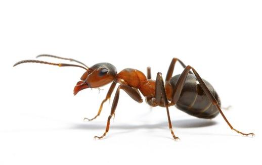 Ant-individual-