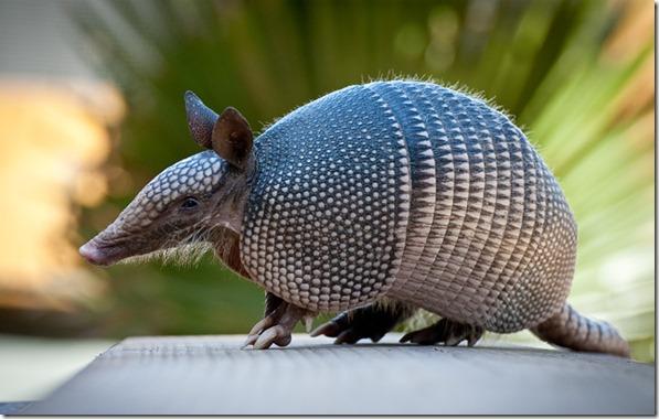 Armadillo