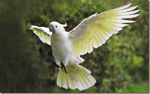 Cockatoo