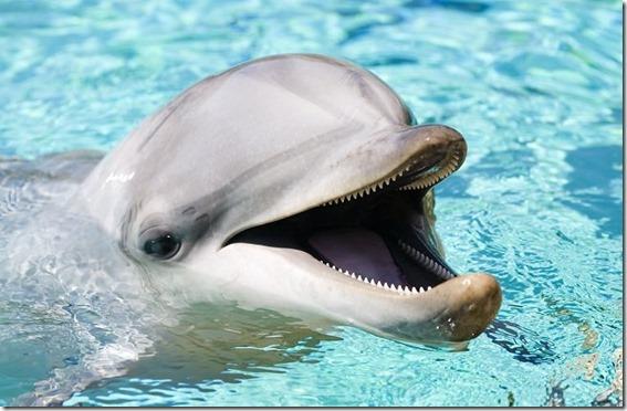 Dolphin