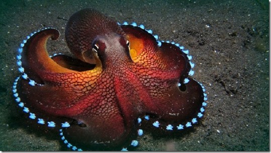 Octopus