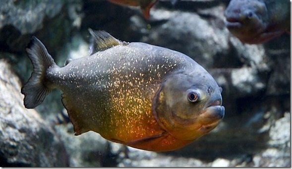 Red bellied Piranha