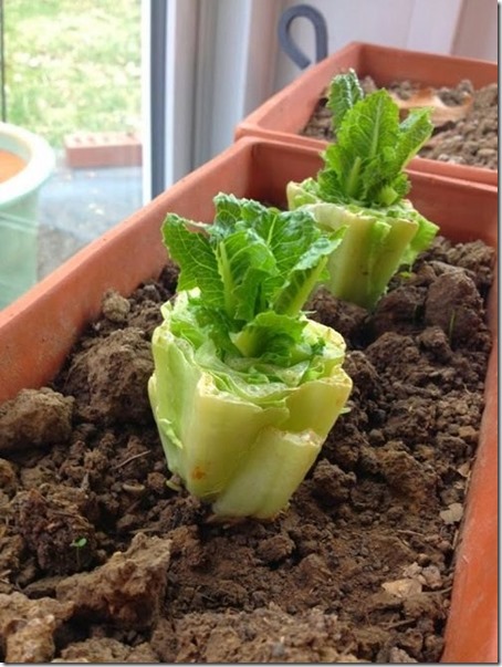 Romaine Letuce