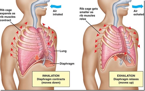 The Importance Of Proper Breathing Is Underrated 5 Ways To Breathe Properly