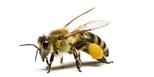 honey-bee