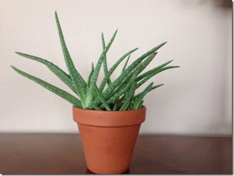 Aloe Vera