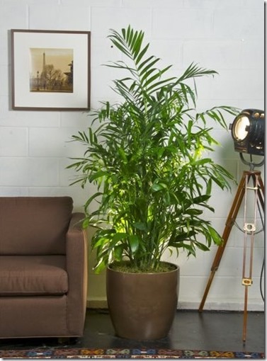 Bamboo_Palm_Houstoninteriorplants