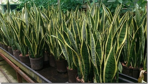 Snake_Plant_(Sansevieria_trifasciata_'Laurentii')_1