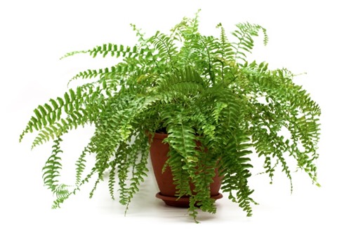 boston-fern1