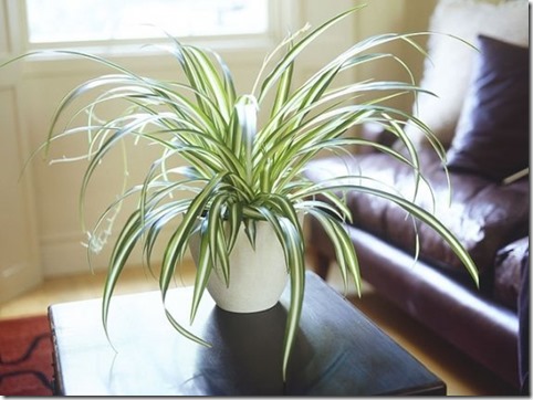 spider-plant-2