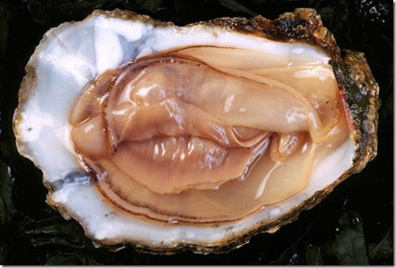 Oyster