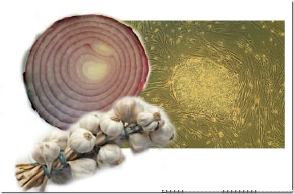 The Cell and Garlic
