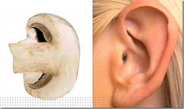 The Ear and Mushrooms