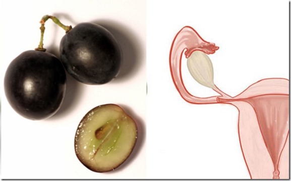 The Ovaries and Olives