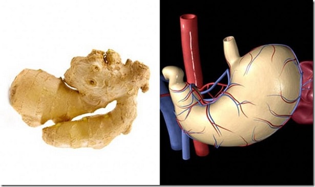 The Stomach and Ginger