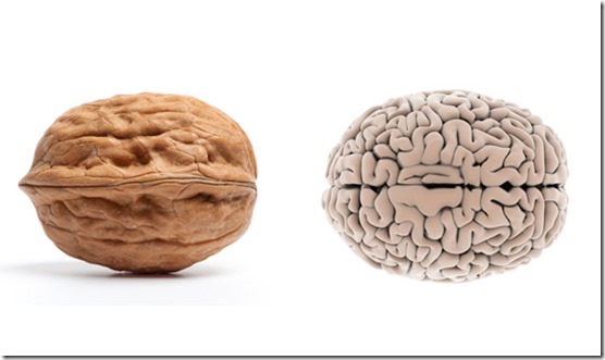 Walnut - brain