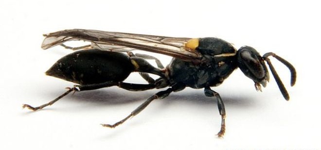 Polybia-paulista-wasp