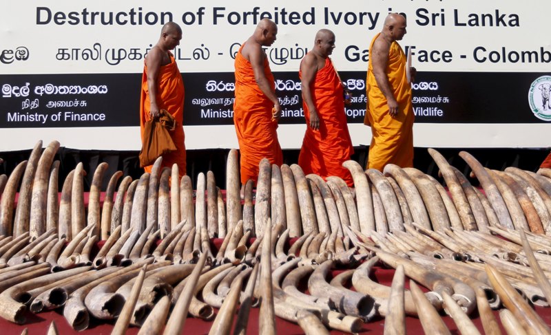 Sri Lanka Finally Destroys Its Stock Of Illegal Ivory And Apologizes To Elephants 1