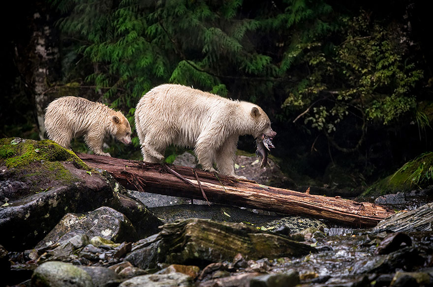 15 Of The Best Photo Entries From The 2015 Sony World Photography Awards