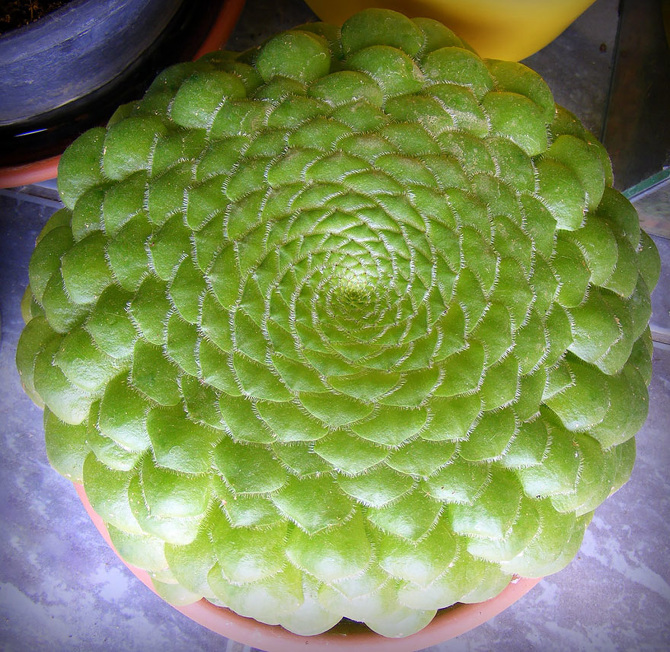 25 Stunning Photographs Of Sacred Geometry In Nature