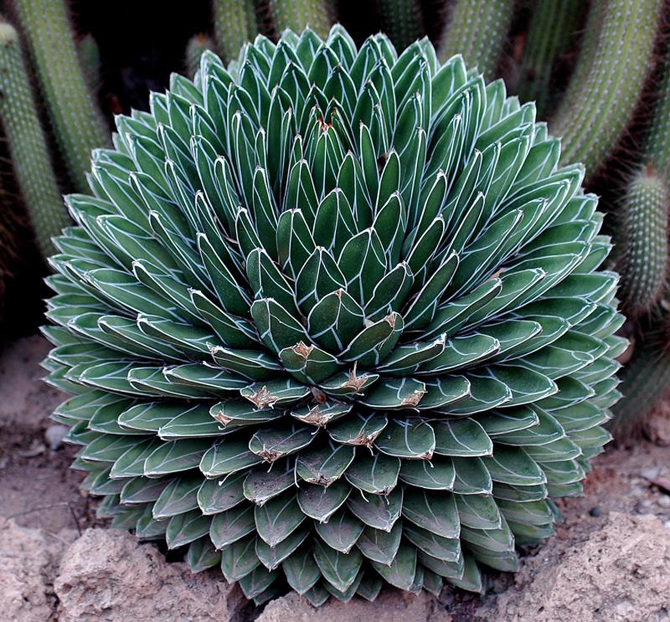 25 Stunning Photographs Of Sacred Geometry In Nature