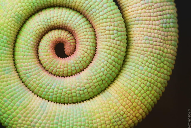 25 Stunning Photographs Of Sacred Geometry In Nature