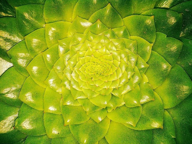 25 Stunning Photographs Of Sacred Geometry In Nature