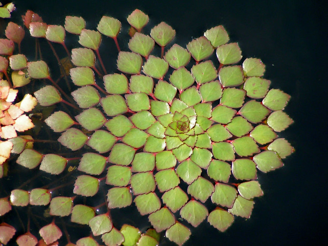 25 Stunning Photographs Of Sacred Geometry In Nature