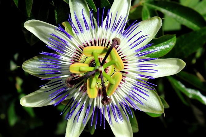 25 Stunning Photographs Of Sacred Geometry In Nature