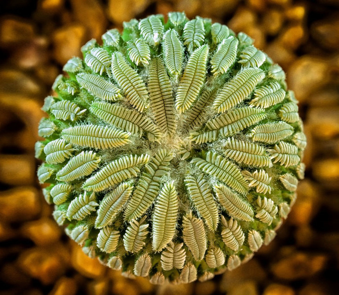 25 Stunning Photographs Of Sacred Geometry In Nature