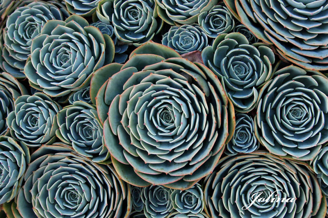 25 Stunning Photographs Of Sacred Geometry In Nature