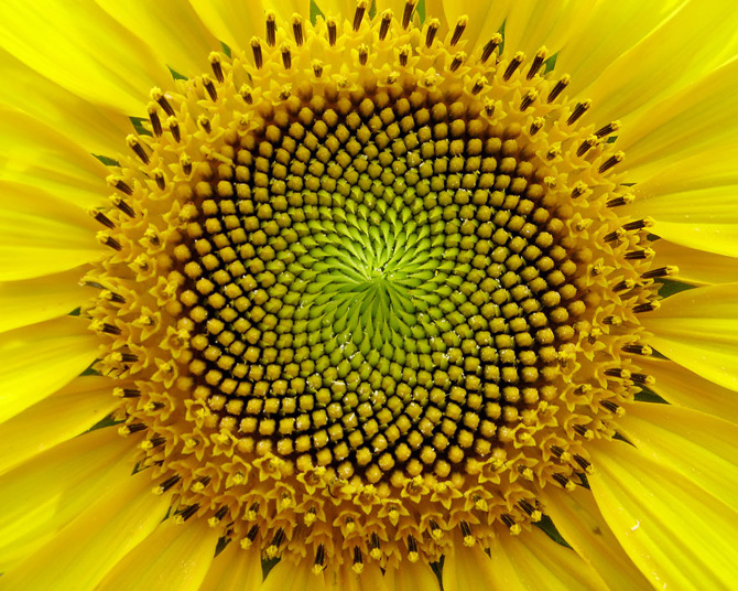 25 Stunning Photographs Of Sacred Geometry In Nature