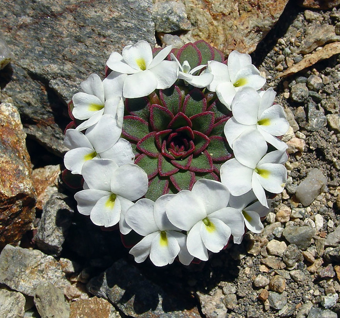 25 Stunning Photographs Of Sacred Geometry In Nature