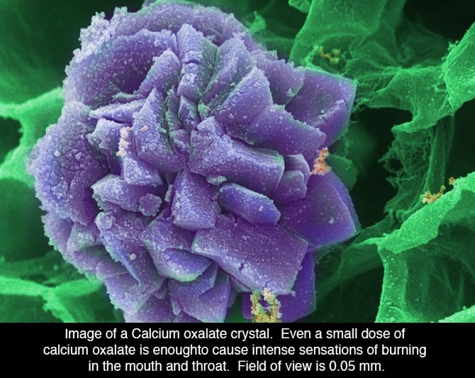 marijuana-microscope-6_670