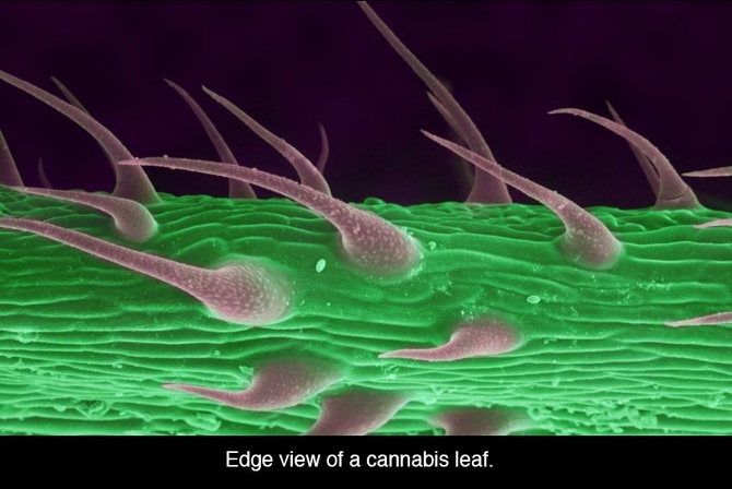 marijuana-microscope-9_670