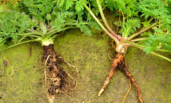 Wild Carrot