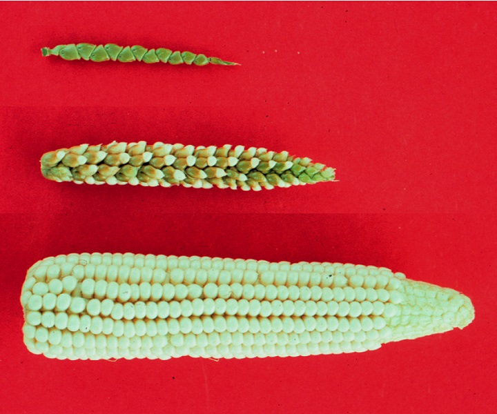 Wild Corn vs. Modern Corn