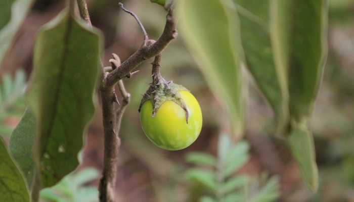 Wild Eggplant