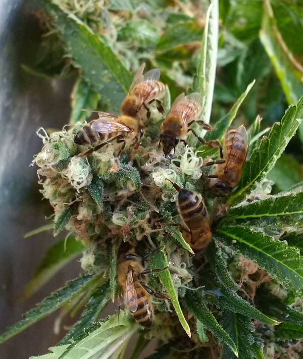 Nicolas Trainerbees, the Beekeeper That Has Managed to Get His Bees to Make Honey with Cannabis Resin