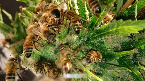 Nicolas Trainerbees, the Beekeeper That Has Managed to Get His Bees to Make Honey with Cannabis Resin