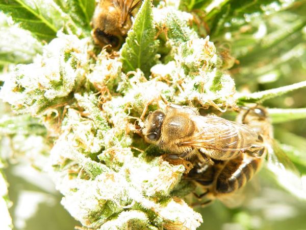 Nicolas Trainerbees, the Beekeeper That Has Managed to Get His Bees to Make Honey with Cannabis Resin