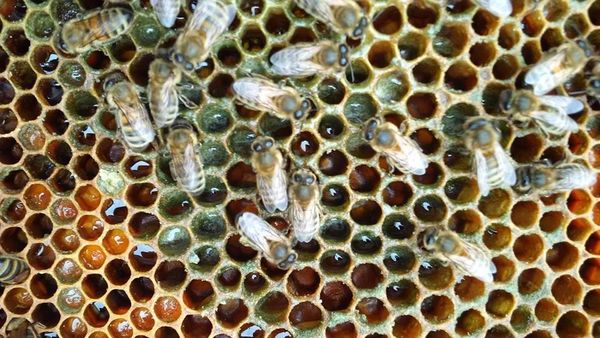 Nicolas Trainerbees, the Beekeeper That Has Managed to Get His Bees to Make Honey with Cannabis Resin