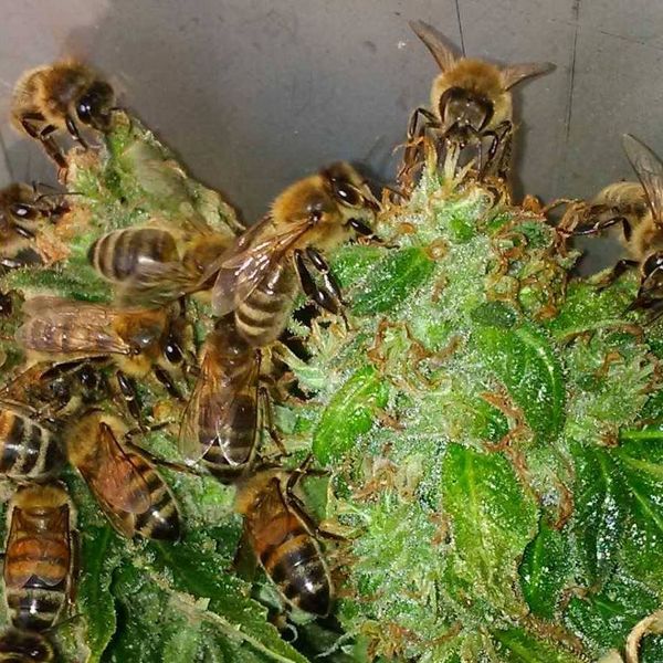 Nicolas Trainerbees, the Beekeeper That Has Managed to Get His Bees to Make Honey with Cannabis Resin