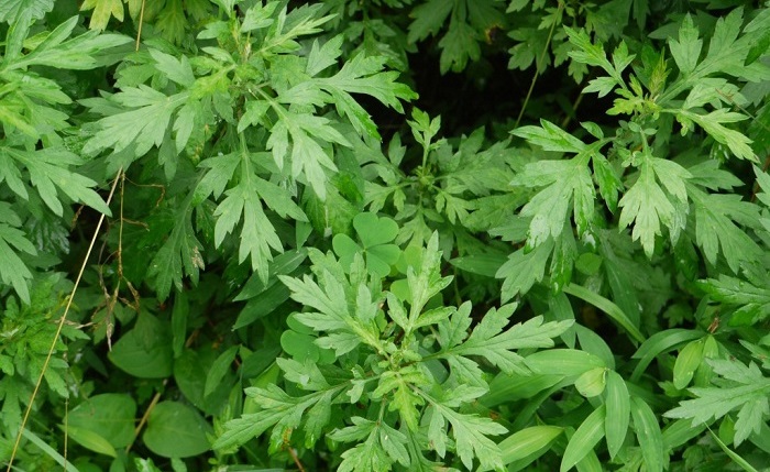 Mugwort