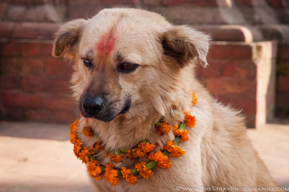 tihar